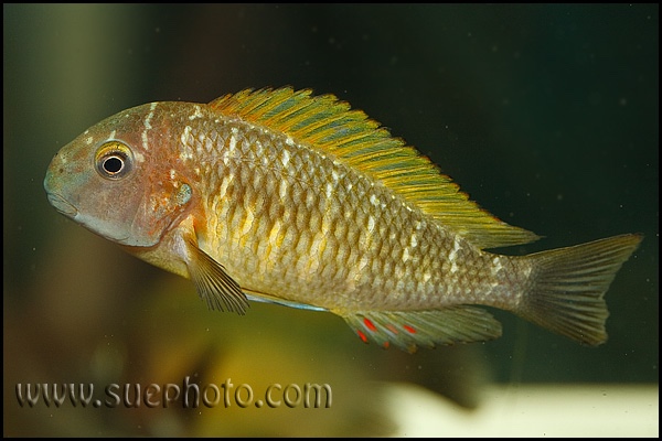 Tropheus moorii 'Nkonde'